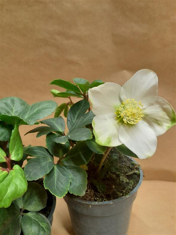Helleborus, julerose
